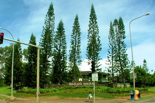 Cook pines at the Mililani Mauka entrance sign in Central O'ahu